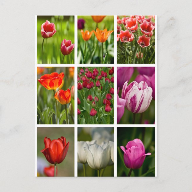 Carte Postale Tulipes colorées (Devant)