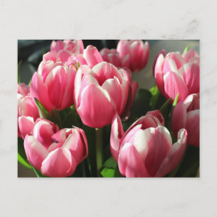 Carte Postale Tulipes d'Amsterdam 2