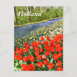 Carte Postale Tulipes dans les bois