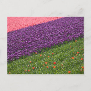 Carte Postale Tulipes dans les jardins de Keukenhof, Amsterdam, 