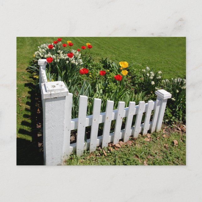 Carte Postale Tulipes De Jardin Avec Clôture De Picket Blanc Car (Devant)