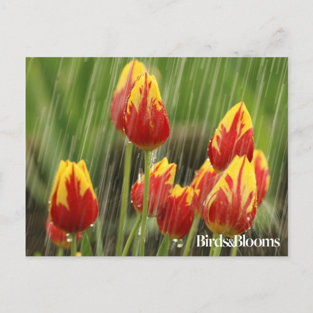 Carte Postale Tulipes de ressort (Devant)