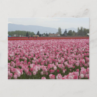 Carte Postale Tulipes de Skagit Valley rose