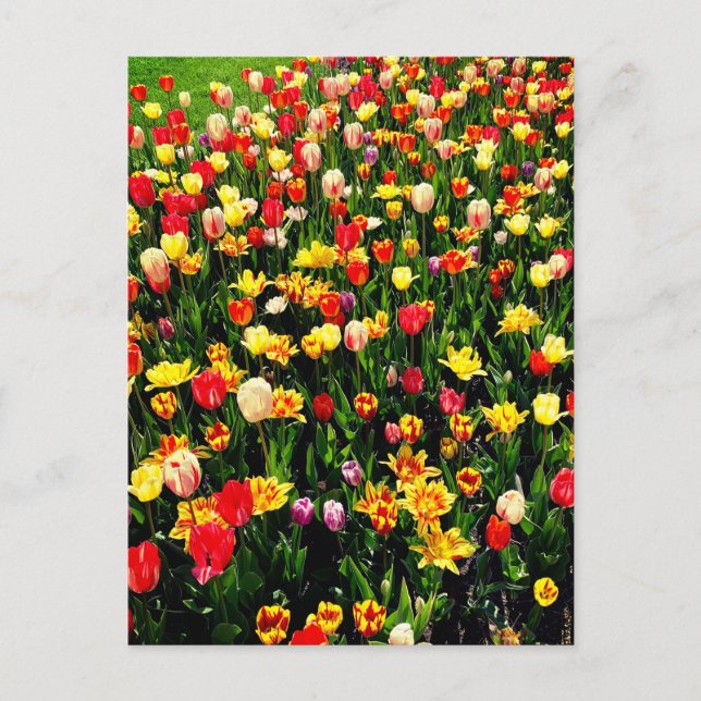 Carte Postale Tulipes en fleur (Devant)