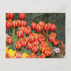 Carte Postale Tulipes en fleurs !