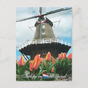 Carte Postale Tulipes en Hollande