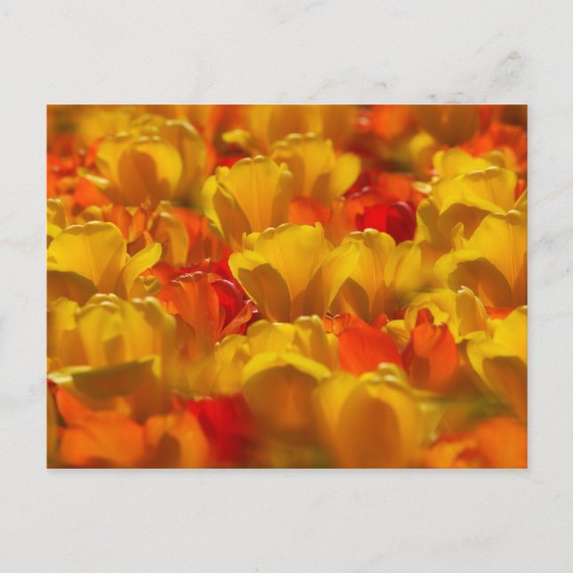 Carte Postale Tulipes en Jardins de Keukenhof, Amsterdam, 2 (Devant)