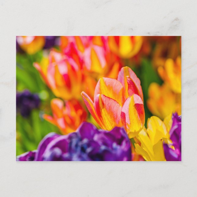 Carte Postale Tulipes Enchantant (Devant)
