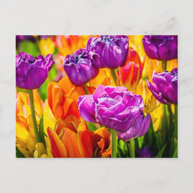 Carte Postale Tulipes Enchantant 12a (Devant)