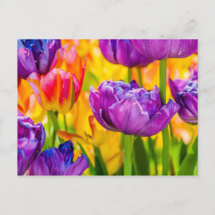 Carte Postale Tulipes Enchantant rose profond