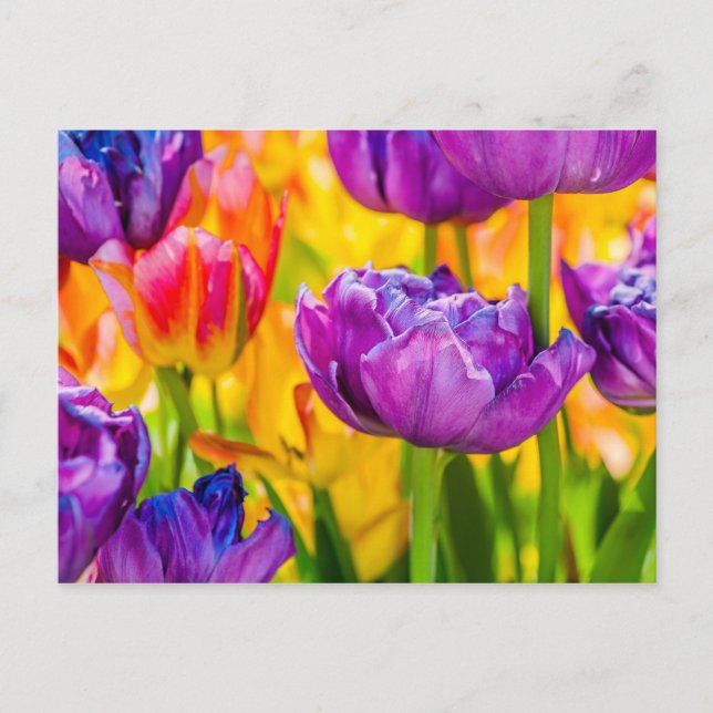 Carte Postale Tulipes Enchantant rose profond (Devant)
