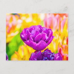 Carte Postale Tulipes Enchanter 15