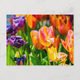 Carte Postale Tulipes Enchanter 17