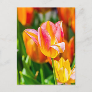 Carte Postale Tulipes Envoûtantes 17
