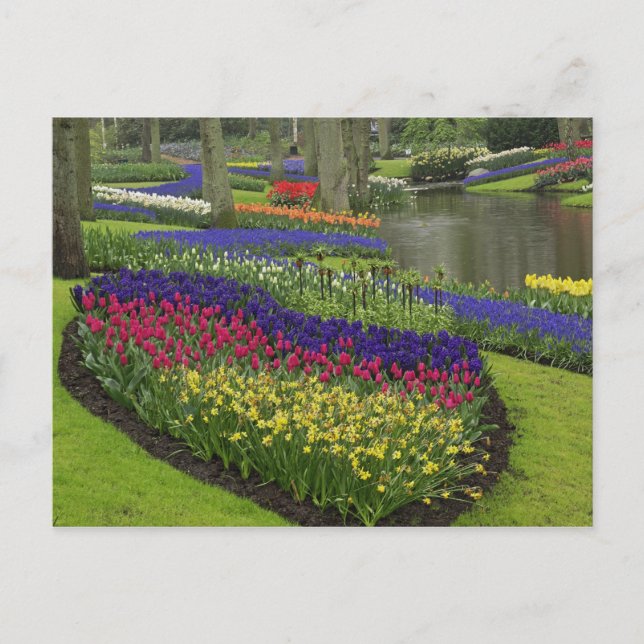 Carte Postale Tulipes, Hyacinthe aux raisins et jonquilles, (Devant)