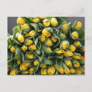 Carte Postale tulipes jaunes