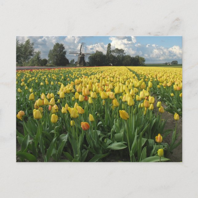 Carte Postale Tulipes jaunes en Hollande (Devant)
