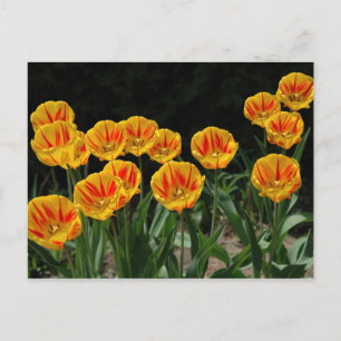 Carte Postale Tulipes jaunes et rouges