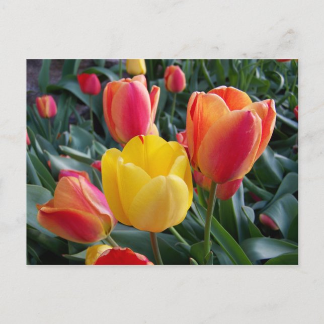 Carte Postale Tulipes jaunes et rouges Photo florale (Devant)