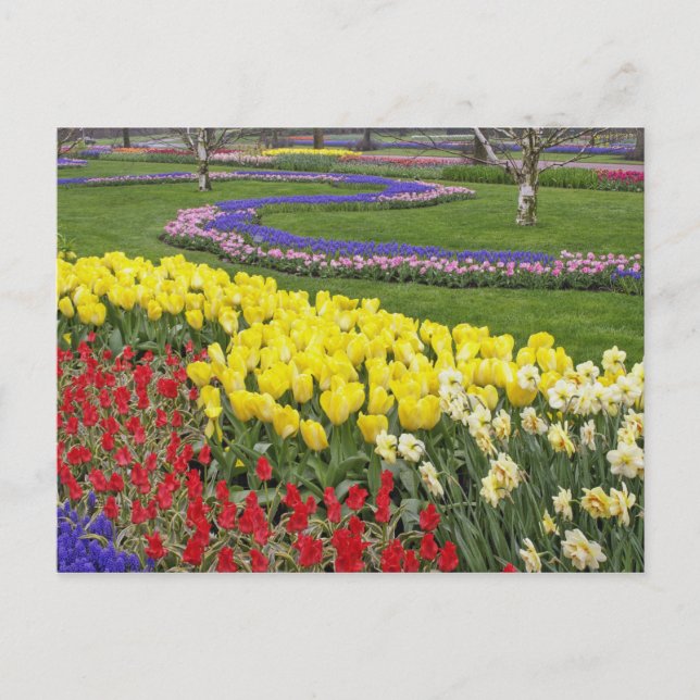 Carte Postale Tulipes, Muscari et jonquilles, (Devant)