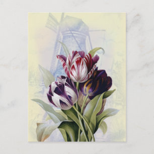 Carte Postale Tulipes néerlandaises