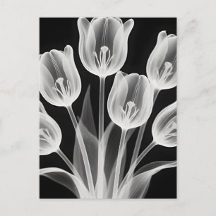 Carte Postale Tulipes noires et blanches Élégant monochrome