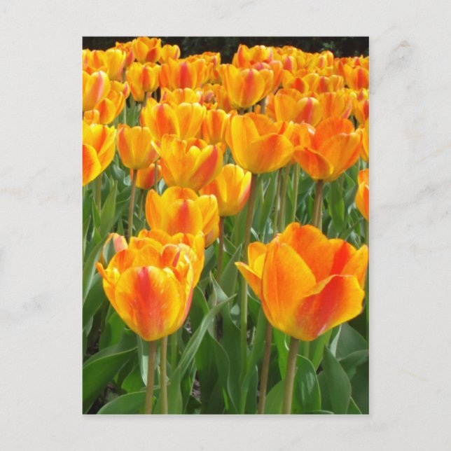 Carte Postale Tulipes oranges (Devant)