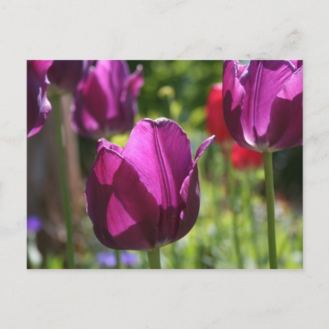 Carte Postale Tulipes pourpres 2007 (Devant)