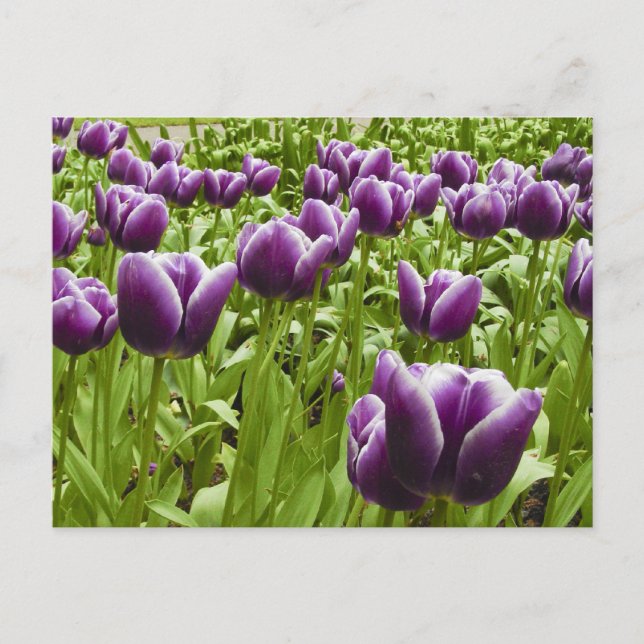 Carte Postale Tulipes pourpres et blanches (Devant)