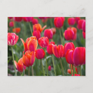 Carte Postale Tulipes printanières à Edmonton