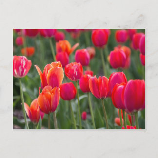Carte Postale Tulipes printanières à Edmonton