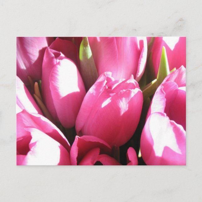 Carte Postale Tulipes roses (Devant)