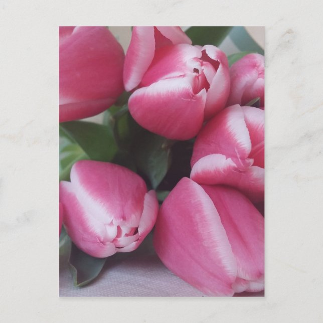 Carte Postale Tulipes roses (Devant)