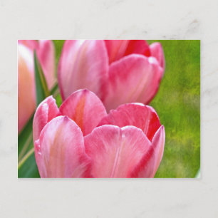 Carte Postale Tulipes roses