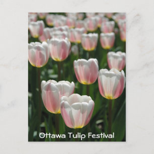Carte Postale Tulipes roses argentées