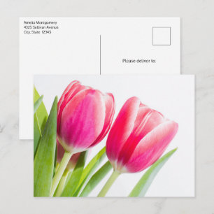 Carte Postale Tulipes roses avec Feuille vert photo