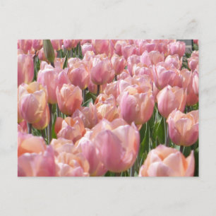 Carte Postale Tulipes roses baisées au soleil