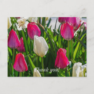 Carte Postale Tulipes roses et blanches Merci peintre