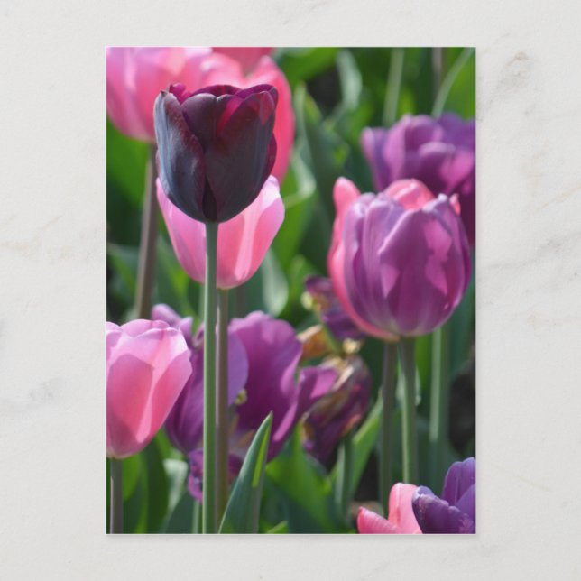 Carte postale Tulipes roses et violettes (Devant)