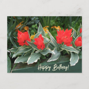 Carte Postale Tulipes rouge brillant coloré heureux anniversaire