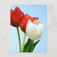Tulipes rouges et blanches