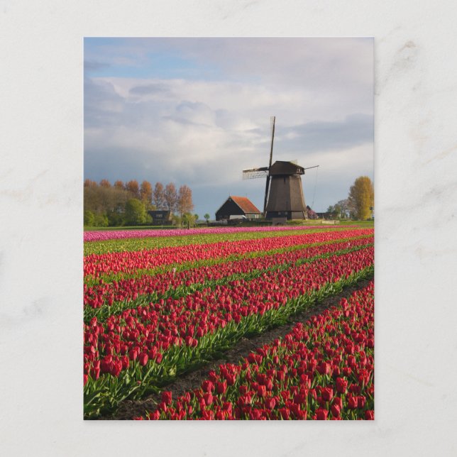 Carte Postale Tulipes rouges et moulin à vent (Devant)