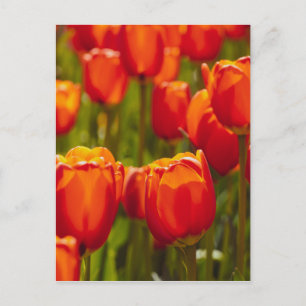 Carte Postale Tulipes rouges impression photographique.