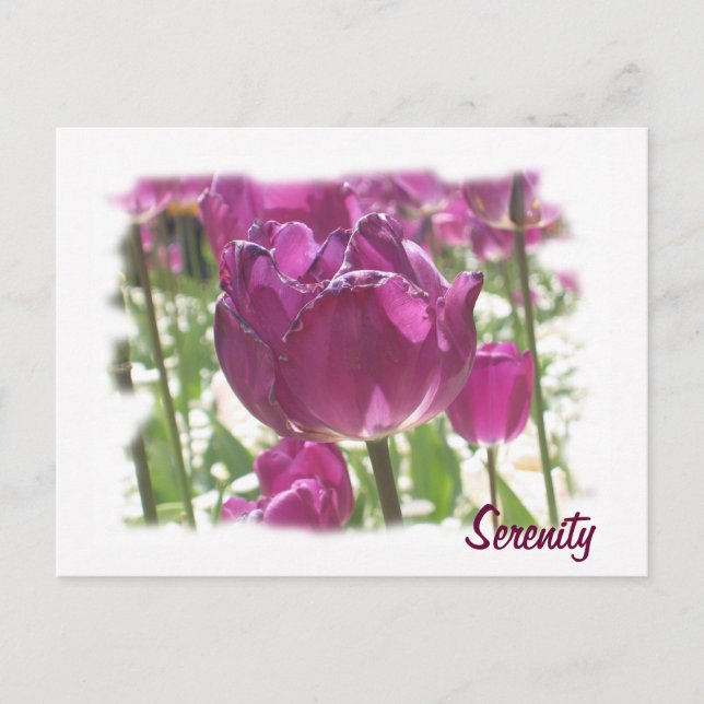 Carte Postale Tulipes, Sérénité (Devant)
