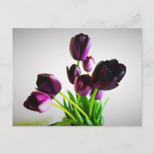 Carte Postale Tulipes Violet Foncé