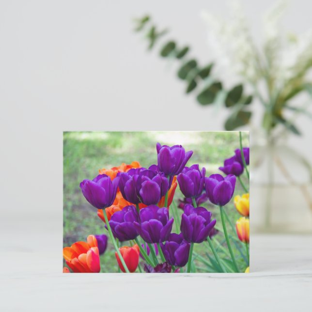 Carte Postale Tulipes violettes foncées (Debout devant)