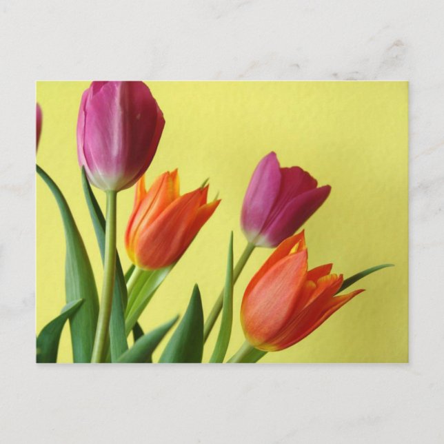 Carte postale Tulips (Devant)