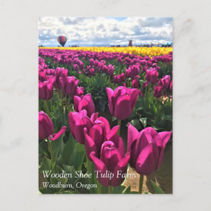 Carte Postale Tulips de Purple