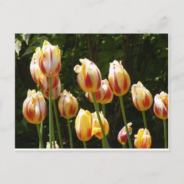 CARTE POSTALE TULIPS MULTICOLORÉS (Devant)