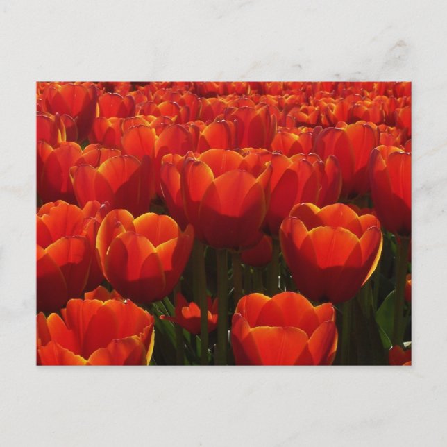 Carte Postale Tulips néerlandais (Devant)